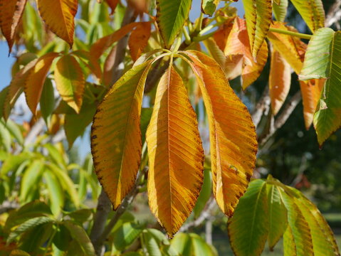 Autumn Leaves of Yellow Buckeye (Aesculus flava) Turning Color in Late September, Colorado USA