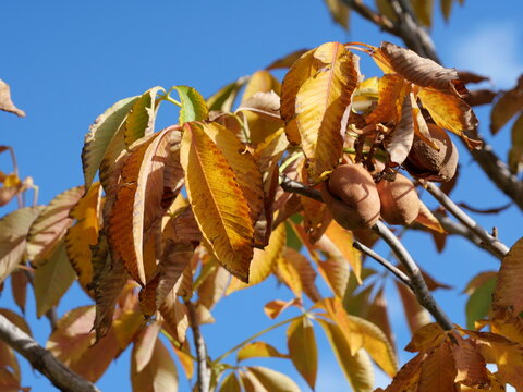 Yellow Buckeye (Aesculus flava) Autumn Leaves and Fruit in Late September, Colorado USA
