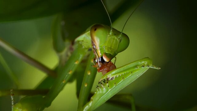 ミルワームを食べているハラビロカマキリの4K動画