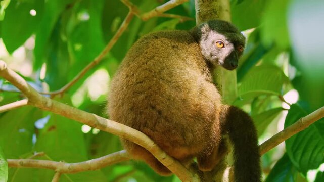 Stunning footage of a Common Brown Lemur (Eulemur fulvus). Madagascar rainforests