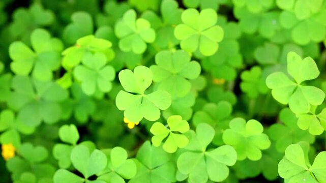Slow Motion Macro Shot of Shamrock patch of bright green clover leaves blowing gently in the breeze during a sunny spring day at 180 fps High quality footage