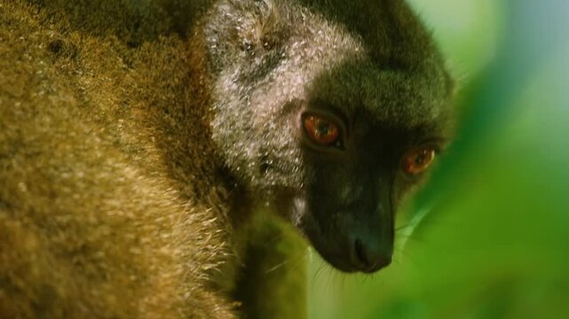 Extreme close up of a Brown Lemur (Eulemur fulvus) in Madagascar rainforest