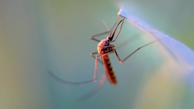 Slow Motion Macro Shot of Mosquito resting on a thin blade of grass in a soft, blurred outdoor setting with diffused light at 180 fps High quality footage