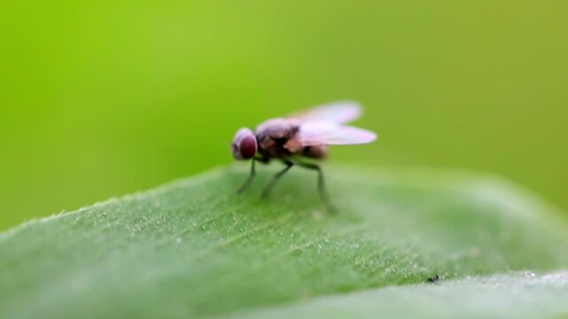 Slow Motion Macro Shot of Fly rests on a green leaf showing its iridescent wings and red eyes in bright outdoor sunlight at 180 fps High quality footage