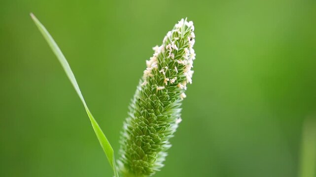 Slow Motion Macro Shot of Grass seed head blooming in a lush green meadow during a bright summer day at 180 fps High quality footage