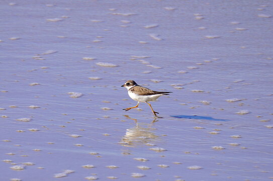 Birds by Solana Beach