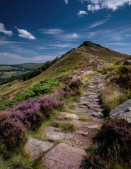 Obraz premium Scenic trail ascends a grassy mountain, vibrant purple flowers line the path under blue skies