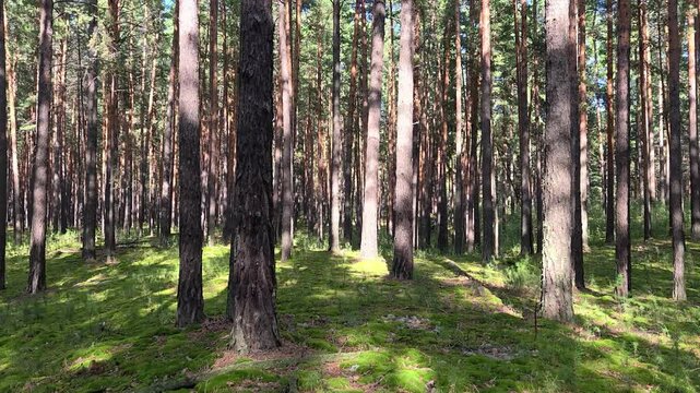Video of Walk through a mossy pine forest in summer season.