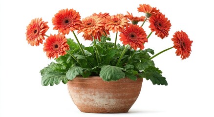 Fototapeta premium Vibrant orange daisies bloom in a rustic terracotta pot, bright and cheerful
