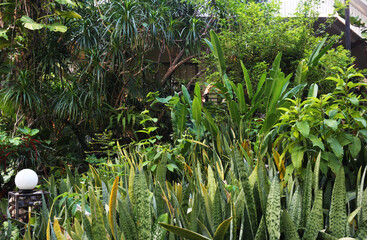 Fototapeta premium Prominent plants in the garden include Snake Plant (Snake Plant), Heliconia, Dracaena loureiri, and Pandanus tectorius.
