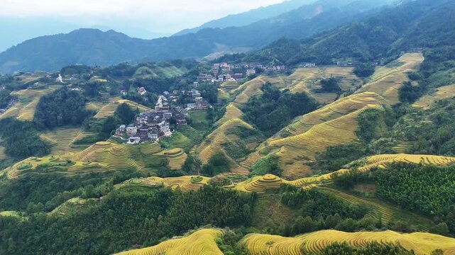 Slow Drone Push In Over Golden Longsheng Rice Terraces