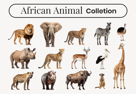 Diverse African Wildlife Element Design Set