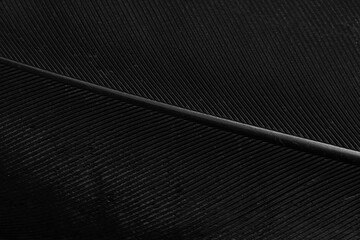 Obraz premium Macro Abstract of Black Bird Feather Texture,Extreme close-up macro shot showing the intricate details, fine lines, and elegant texture of a black bird feather, highlighting the natural pattern.