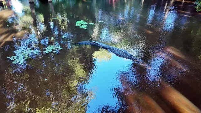 Black Caiman Swimming in the Dark Waters of Yacuma River, Bolivian Amazon