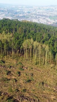 Vertical Video with Log Piles from Cleared Forest for Timber Industry. Visual Impact of logging and environmental desctruction. Climate change, industrial impact, environmental conservation.