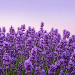 Obraz premium Beautiful Lavender Field at Sunset with Purple Hues.