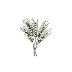 Fototapeta premium Vintage hand drawn wheat ears sheaf illustration isolated on white background