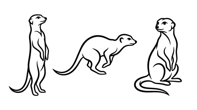 Black and White Meerkat Poses