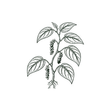 Black pepper plant with leaves and peppercorns, vintage engraving style illustration isolated on white background.