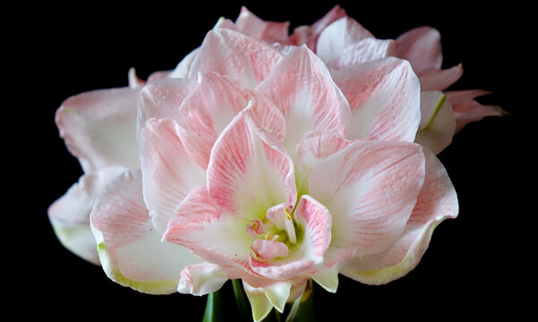  Amaryllisbl&uuml;te 