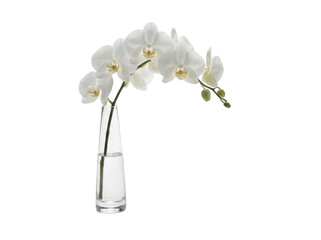Pristine white phalaenopsis orchid stem with delicate blooms arching elegantly from a tapered clear glass vase with fresh water isolated transparent background image © Neo