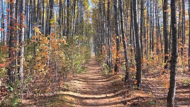 Slow motion video of walk along the autumn larch tree alley. Sunrays shine through the crowns of trees.