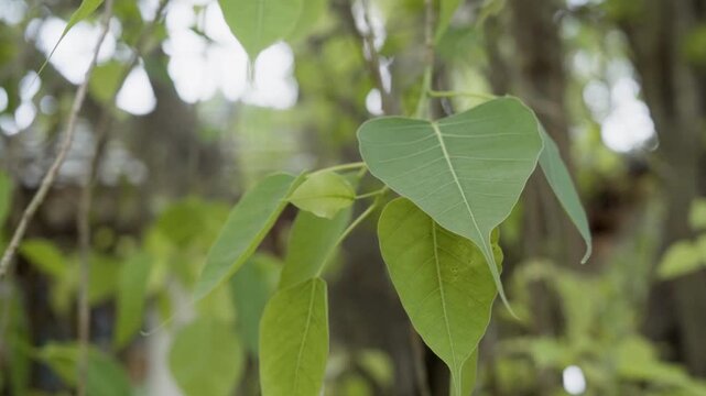 Sacred Fig leaf (Ficus religiosa) detail in the ancient city of Anuradhapura