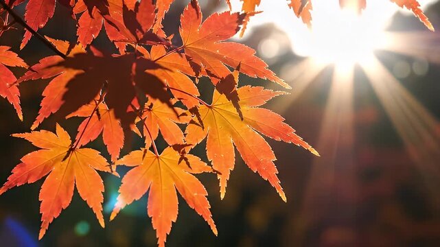 Vibrant autumn maple leaves backlit by golden sunburst light
