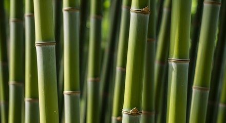 Obraz premium Lush bamboo forest a close up view of vibrant green bamboo stalks