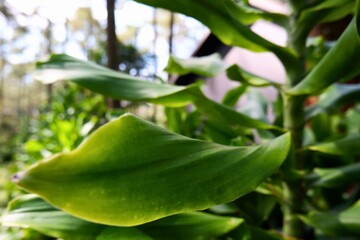 Obraz premium Lush green leaves sway gently in soft natural light. Background blur highlights plant's vibrant, textured surface. Focal leaf glows with sunlight, showing subtle veins. Ideal for nature, gardening.