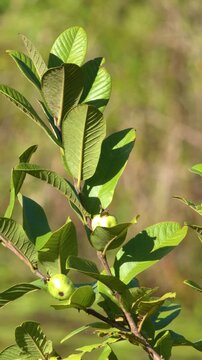 Green Guava Fruit Growing on a Tropical Tree Branch in Australia