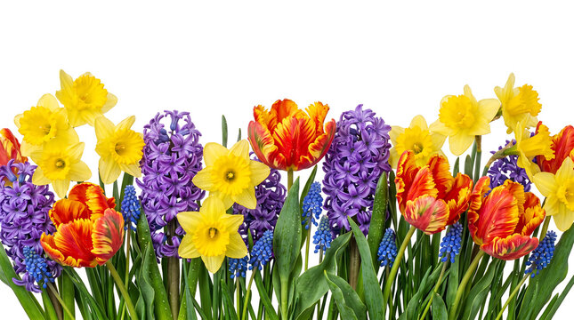 Vibrant spring flower border with yellow daffodils, purple hyacinths, and red parrot tulips on a white background 