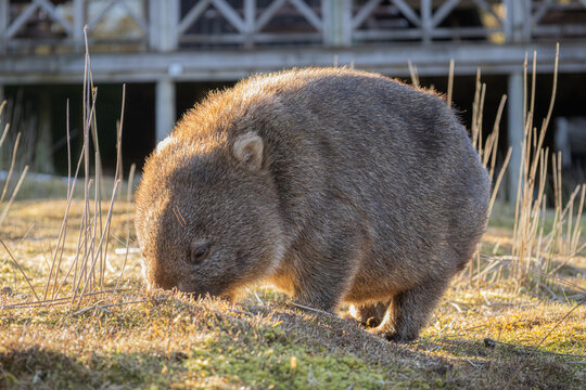 Wombat roaming around in Tasmania