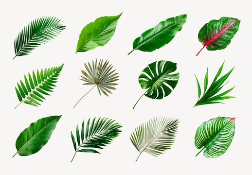 Tropical Leaves Variety Element Set