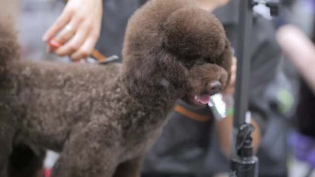 Close-up of brown poodle being groomed at event. Hand holds scissors near dog's body. Poodle stands still, tongue out, eyes focused forward. Background blurred with people and grooming tools visible