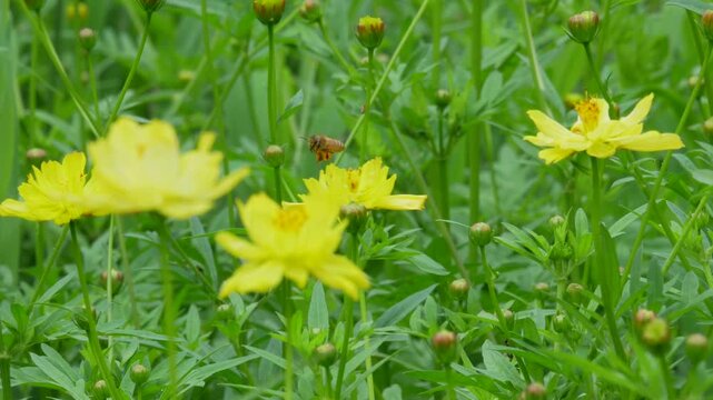 キバナコスモスの蜜を採取する蜜蜂