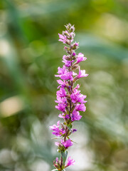 Fototapeta premium Summer Flowering Purple Loosestrife, Lythrum tomentosum on a green blured background.