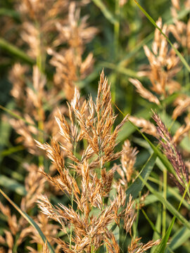Yellow Indian grass (Sorghastrum nutans). Close up of Sorghastrum nutans (indian grass) among bushes and trees