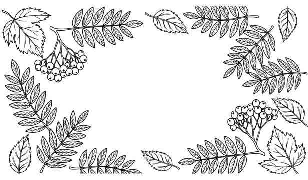 Autumn doodle frame with leaves and mountain ash branches in black outline vector for coloring book design