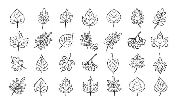Autumn doodle vector set with leaves and mountain ash branches in black outline for coloring book pages