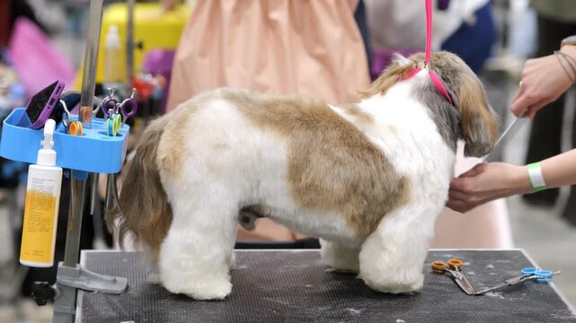 Shih Tzu dog being groomed at salon. Person trims fur around head. Tools and spray bottle nearby. Dog calm on grooming table. Background shows salon setting