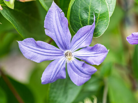 Spring Flowering Downy Clematis (Clematis macropetala). Close up of flowering blue Clematis on blurred background.