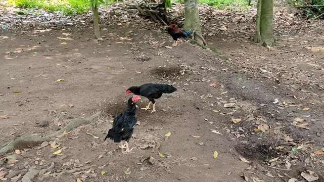 Two black free-range hen and a red rooster chickens foraging on the ground. Natural behavior of domestic poultry in backyard environment. Perfect for livestock,  agricultural or country-themed project