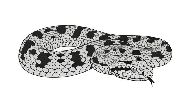 Coiled viper snake vector illustration featuring detailed scale textures, dorsal spots, and a flickering forked tongue, black and white artistic rendering isolated on white.