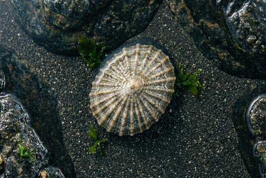 Pristine ribbed limpet shell on a clean minimalist rocky seabed with small green algae