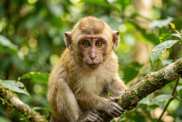 Fototapeta premium Close up portrait of a baby macaque monkey sitting on a tree branch