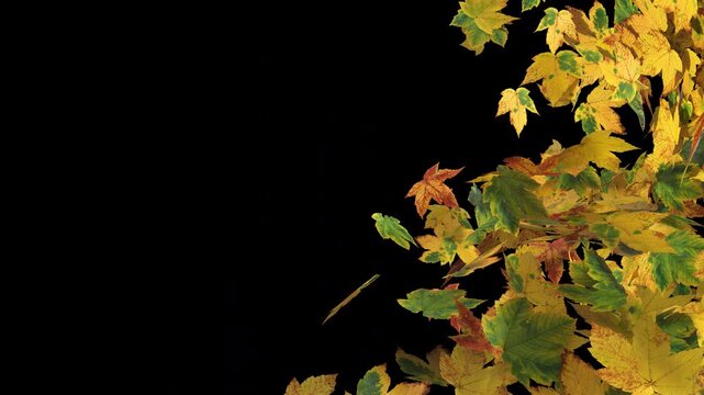 3D rendering seamless autumn maple leaves blowing away transition. 4K alpha channel transparent background for video editing. Vibrant seasonal foliage overlay.