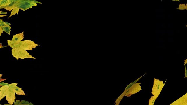 3D rendering autumn leaf explosion transition effect. Colorful maple leaves burst outward from center. 4K alpha channel transparent background for seamless video editing. 3D rendering .