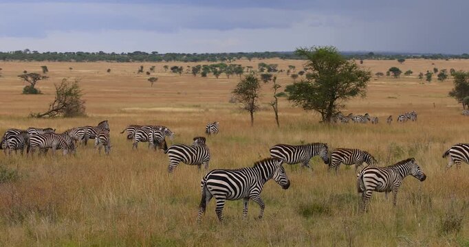 Herd of zebras migrating in the Serengeti national park savanna