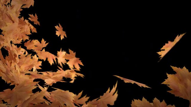 3D rendering 4K video transition featuring golden maple leaves blowing across the frame. This clip includes an alpha channel for a transparent background overlay. It is perfect for autumn projects.